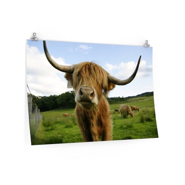poster highland cattle matte posters 1 - Cow Print Shop